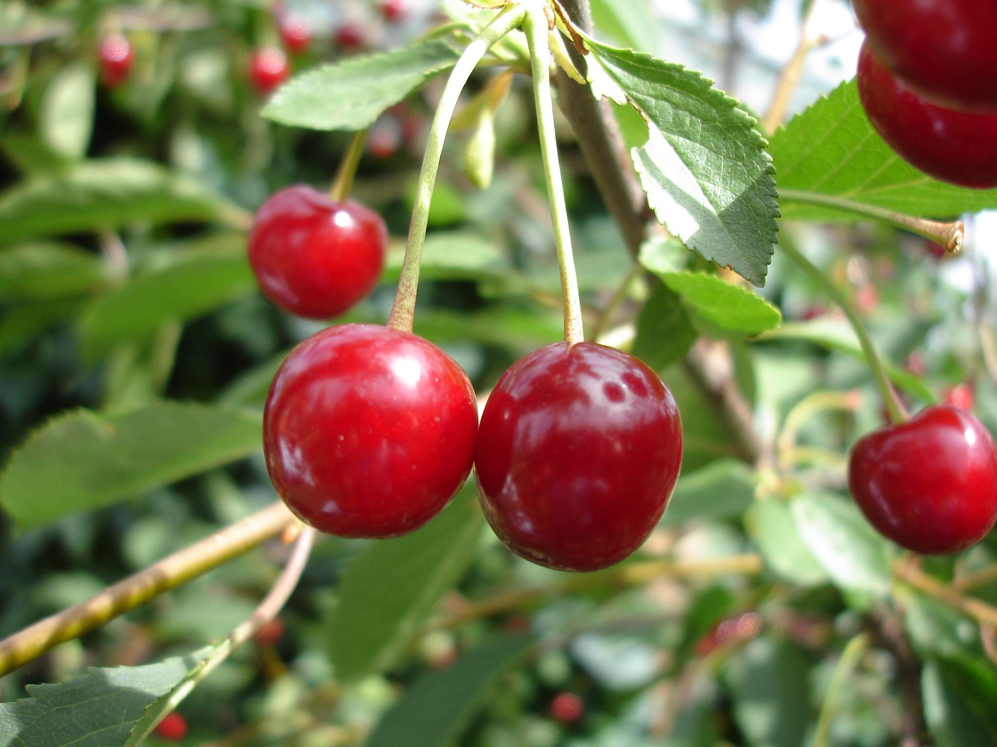 cherries growing on tree